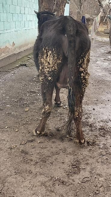 племенные коровы молочные купить: Продаю | Корова (самка) | Голштин | Для разведения, Для молока — 10