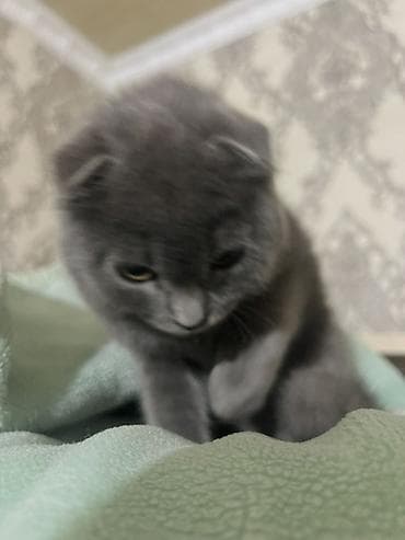 Ветеринар кызматы: Скотиш Фолд (Шотландиялык шалпаң кулак), 1 жаш, Ургаачы, Боз, Лотокко барууга үйрөтүлгөн — 4