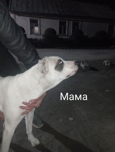 Вязка собак: Щенки от пары рабочих собак Представлены щенки с ярким контрастным — 2