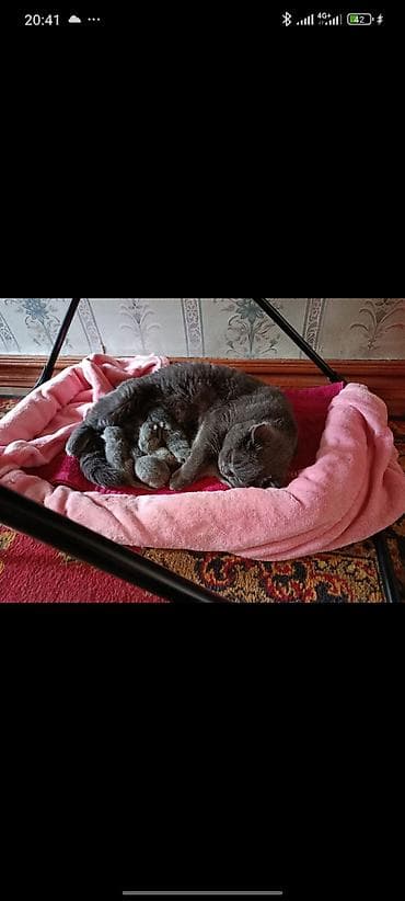 үкү топу: Продаю кошку с котятами 5 котят и мама
прошу 30 тыс за всех — 1