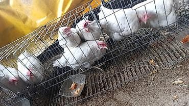 павлины голуби: Продаю | Куры | Домашняя | Несушки — 1