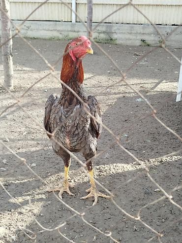 Дакан жожо короздор сатылат активный алмашу жолдору бар адрес Бишкек at lalafo.kg Дакан жожо короздор сатылат активный алмашу жолдору бар адрес Бишкек