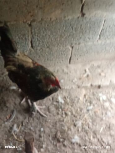 в связи с переездом отдам попугая жако в добрые руки: Продаю | Петух | Для разведения — 2