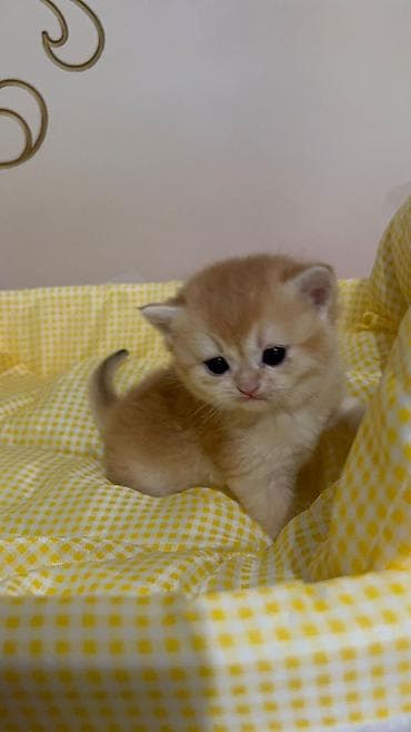 кошка тайская: Породистые котята золотого окраса - Милые короткошёрстные котята — 2