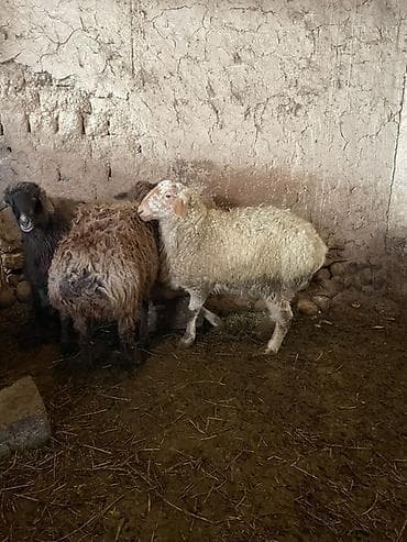 canada goose: Продаю | Баран (самец) | Полукровка | Для разведения | Ярка — 5