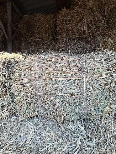 хомяк в бишкеке: Продаётся сено в тюках клевер первый укус сухой,без доставки сами — 2