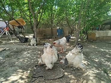 яицо брама: Продаю | Инкубационные яйца | Брама | Для разведения — 2