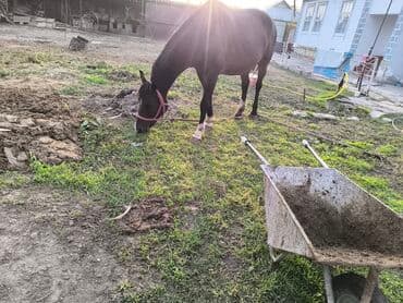 продажа щенков немецкой овчарки с документами в бишкеке: Продаю | Кобыла (самка) | Полукровка — 1