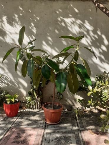 бишкек елка 2024: Фикустар — 1