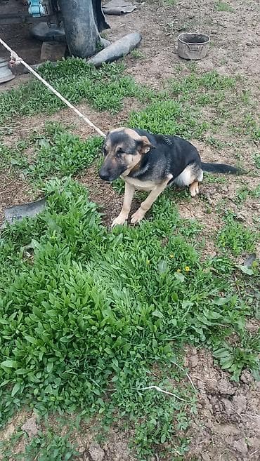 где можно купить кошку в бишкеке: Немецкая овчарка, дворняжного типа (черно-подпалый окрас), на привязи — 2