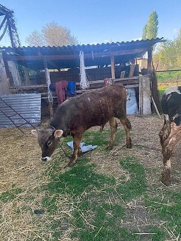 скотина: Продаю | Тёлка | Полукровка | На откорм | Нетель — 4