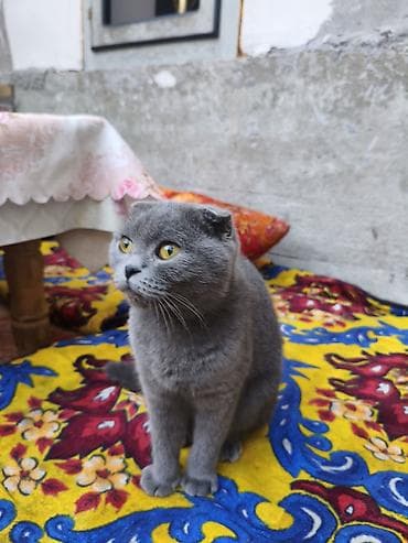 Шотландская вислоухая кошка (Scottish Fold), окрас: сплошной голубой