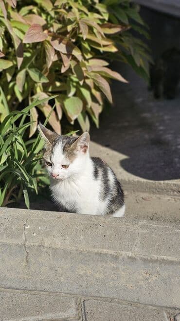 возьму котят: Ищем добрые руки для двух котёнков - Полосатый дымчато-серый тигрёк с — 2