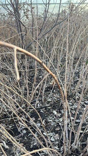 Семена и саженцы: Саженцы малины (ремонтантный тип) — 1