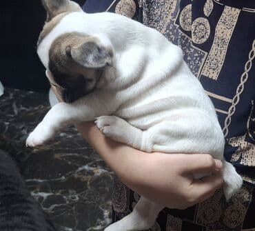 питомники собак бишкек: - Порода: французский бульдог - Щенки породного типа, компактные, с — 3