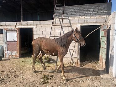 коны: Продаю | Кобыла (самка) | Конный спорт — 6