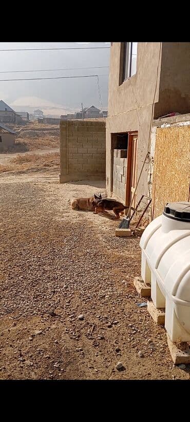 Вязка собак: Бельгийская овчарка, 2 месяца, Самец — 6