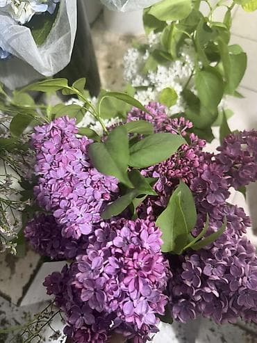 Куплю !!!! Сирень срезанная, ароматная - Состав: ветки садовой