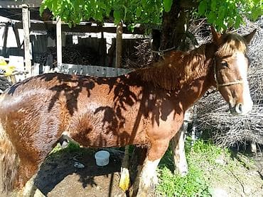 попугай большой: Продаю | Жеребец | Рабочий — 3