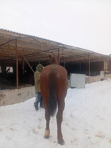 быки порода: Продаю | Конь (самец) | Для разведения, Конный спорт | Племенные — 4