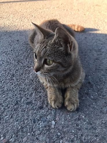 Котёнок табби окраса. Милый короткошёрстный котёнок с выразительными
