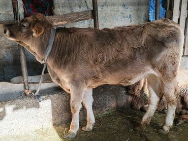 стафф купить щенка: Продаю | Тёлка | Полукровка | На откорм | Привязанные — 2