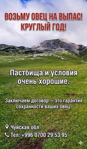 стоимость лошадей: Кошару сдаю в аренду. Пастбище отличные,просторные, Травостой очень — 8