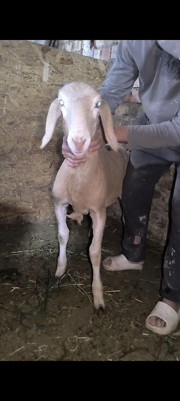 шинок хаски: Продаю | Овца (самка) | Эдильбаевская | На забой — 3