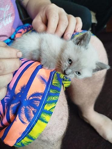 сингапурская кошка: Отдам котят в надёжные и добрые руки ответственного и заботливого — 5