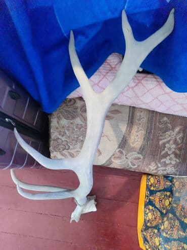 кой кыркыч: Рога лося продается — 3