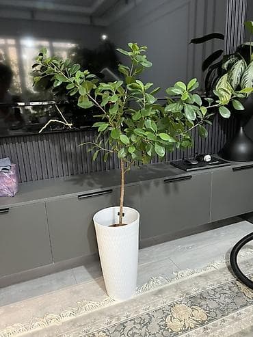 пести: Фикус Бенджамина в напольных кашпо - Два взрослых деревца в отдельных — 9