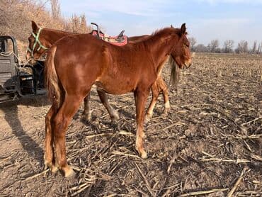 декоративные кролики: Сатам | Тай | Жумушка — 4