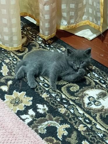 котята милые: Кошка даром: Британская короткошёрстная, 1 месяц, Девочка — 4