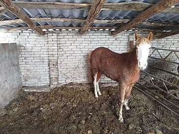 Продаю | Жеребенок | Для разведения