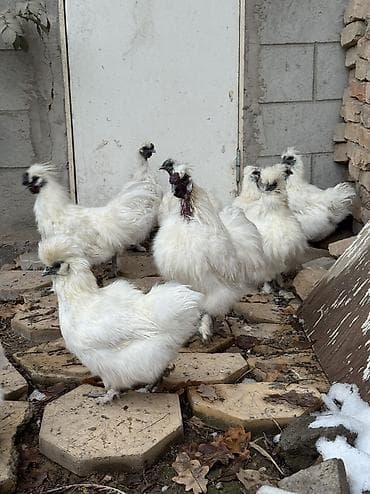 мраморный орпингтон: Продаю | Петух, Куры — 1