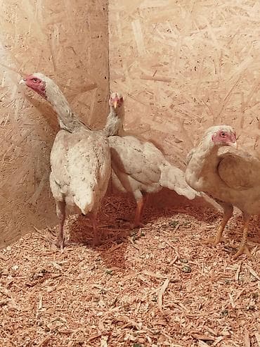 Услуги ветеринара: Дакан ак мекиштер сатылат активный алмашу жолдору бар адрес Заря — 2