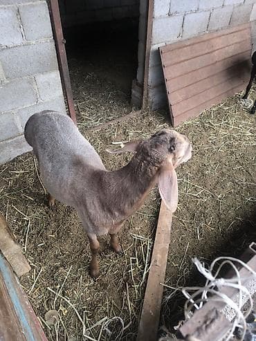 ласка животные: Продаю | Овца (самка) | Для разведения — 6