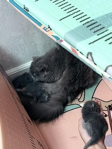 Башка жаныбарлар: Бронь Шотландских котят (скоттиш-фолд/скоттиш-страйт), помет из 4 — 5