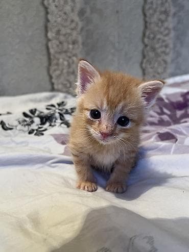 куда можно сдать кошку: Кошка даром: Беспородная, 1 месяц, Мальчик — 1