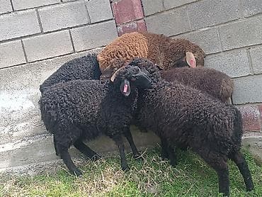 бычки швиц: Продаю | Ягненок | На забой | Племенные — 4