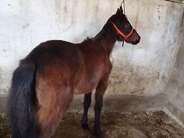 Кошки: Продаю | Конь (самец) | Рабочий — 2