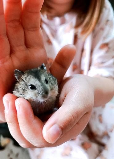 хомячков: Чудесные ручные джунгарские хомячки ждут своих новых хозяев.находятся — 2