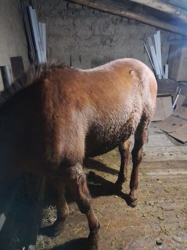 Линолеум: Продаю | Кобыла (самка) | На забой — 3