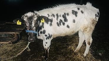 охотничий дратхаар: Продаю | Тёлка | Для молока | Привязанные — 1