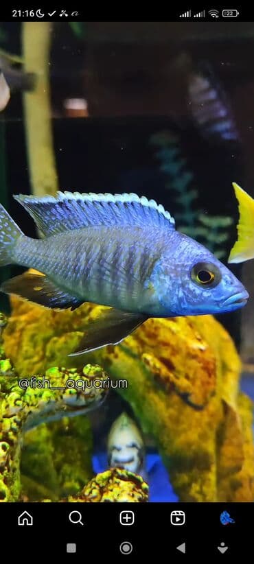 какие рыбы есть в кыргызстане: Рыбки более 40 видов. Аквариумные рыбки. Рыба бишкек. Балык. Алтын — 7