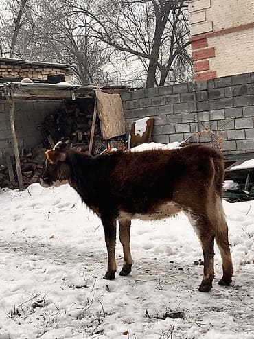 торпое: Продаю | Тёлка | На откорм, Для разведения, Для молока | Отела не было — 2