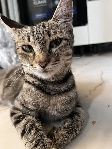 d cat: Кошка даром: Беспородная, Девочка — 1