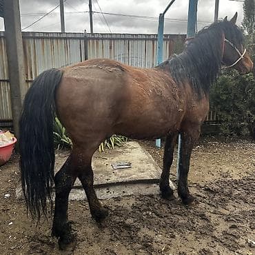 Аквариумдар: Сатам | Бээ (ургаачы) | Кара Жорго | Союуга, Көбөйтүү үчүн | Асыл тукумдуу — 2