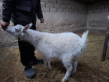 Продаю | Козлёнок | Зааненская | Для разведения at lalafo.kg Продаю | Козлёнок | Зааненская | Для разведения