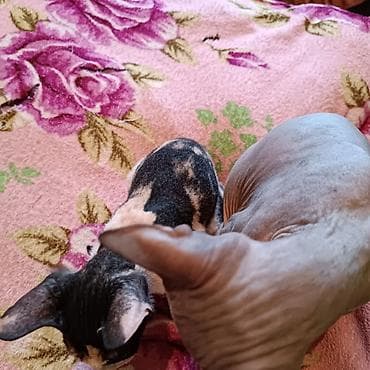 серые кошки фото: Донской сфинкс, 2 месяца, Девочка, Черепаховый — 3